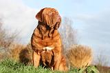 DOGUE DE BORDEAUX 219